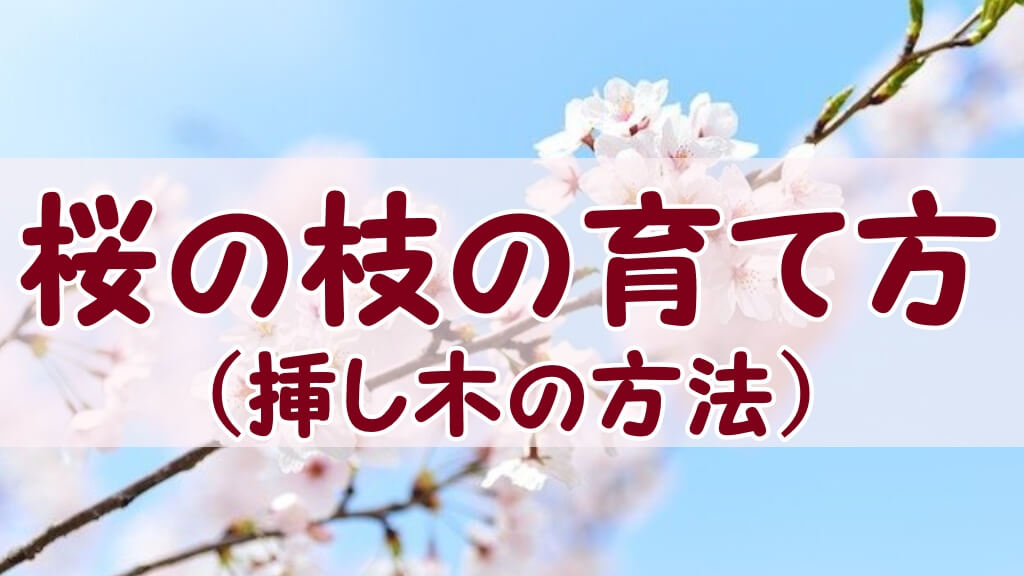 記事「【桜の枝の育て方】桜の切り花を挿し木で鉢植えにする方法とコツ」アイキャッチ
